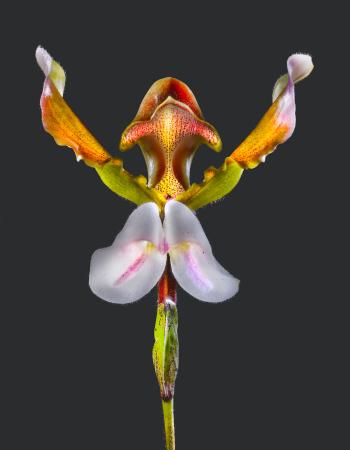 Paphiopedilum lathamianum | Orchidacea | 03 Myanmar