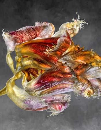 Iris Germanica L Iridaceae