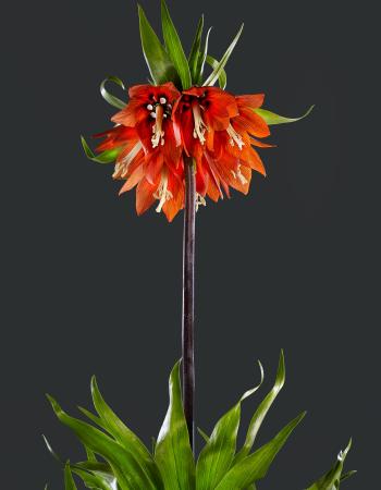 Fritillaria Imperialis 