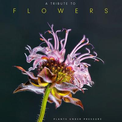 A Tribute to Flowers