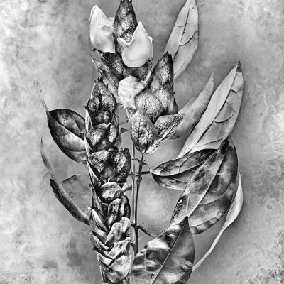 Gmelina philippensis Verbenaceae 94137245