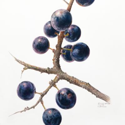Prunus spinosa | Schlehdorn