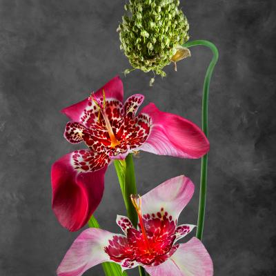 Tigridia pavonia & Allium obliquum