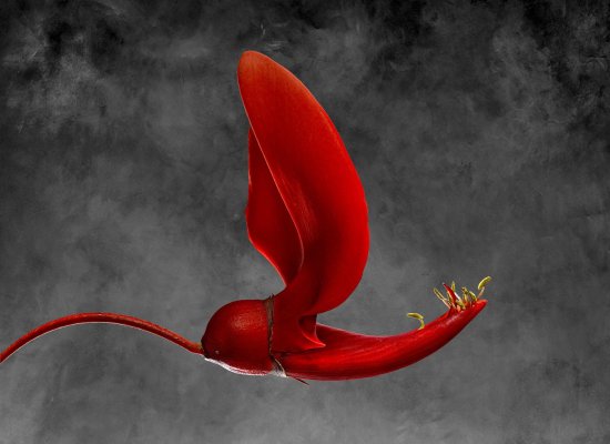 Erythrina Cristagalli