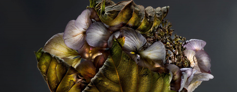 Hydrangea 01C