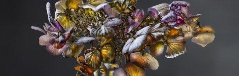 Hydrangea 02C