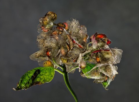 Hydrangea PZ01B