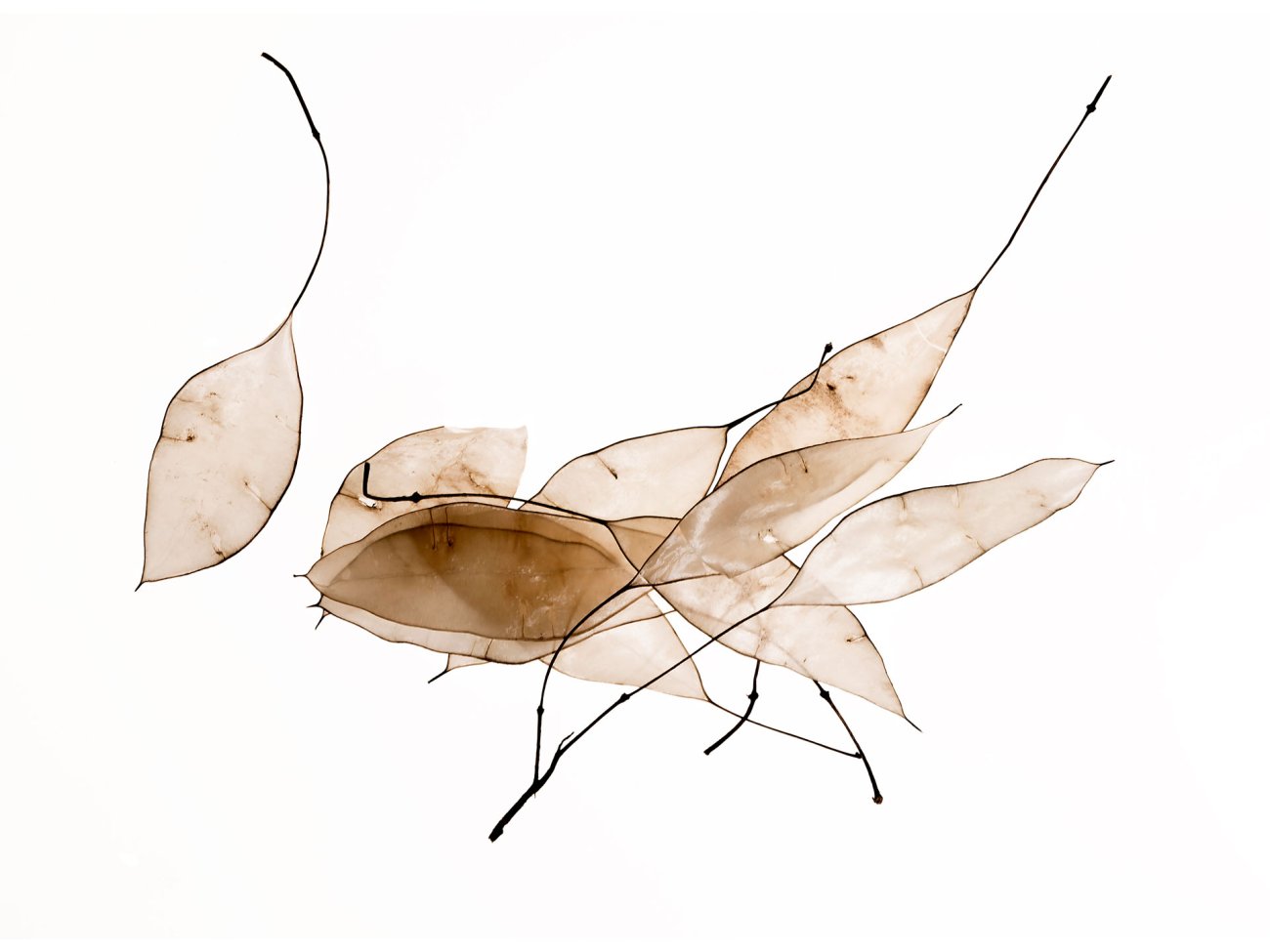 Samenbank XX | Bild No.: XX9 | Archiv 12180