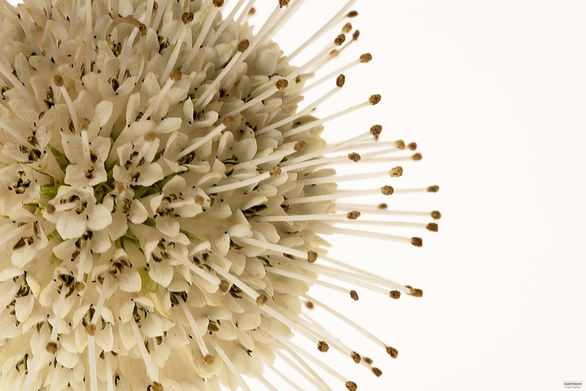 Samenbank XX | Bild No.: X14 | Archiv 6593