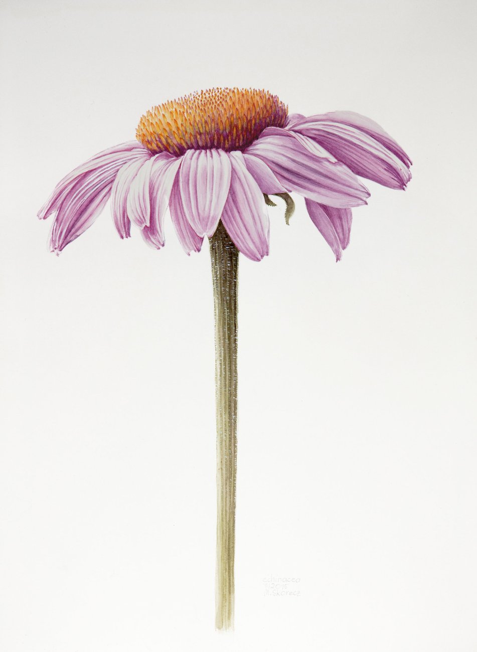 Echinacea | Sonnenhut