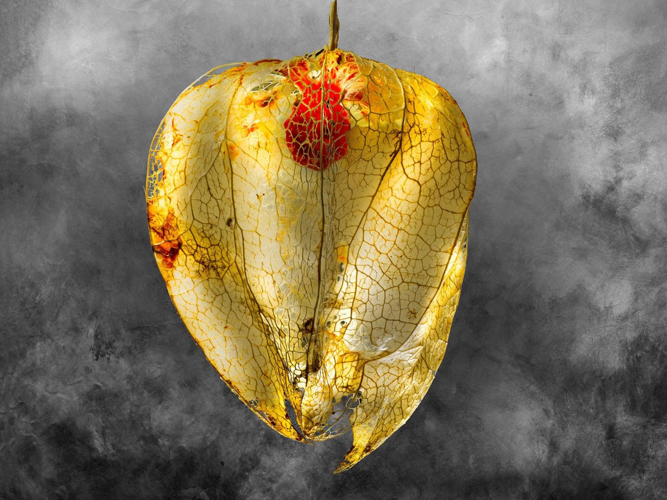 Negrepelisser Collections 0902B