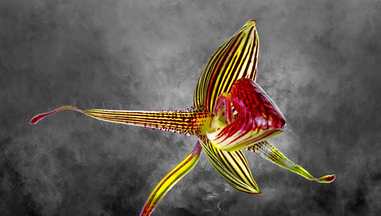 Paphiopedilum Rothschildianum