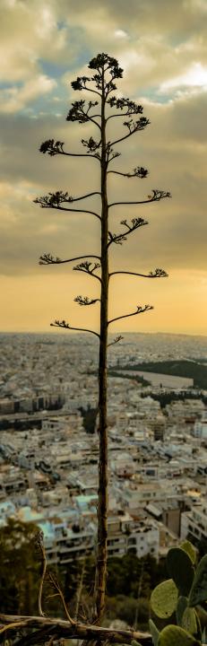 Rotkelchen in Athen