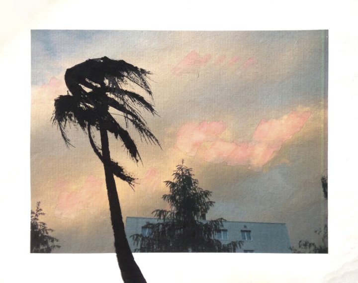 Palm, tree, changes