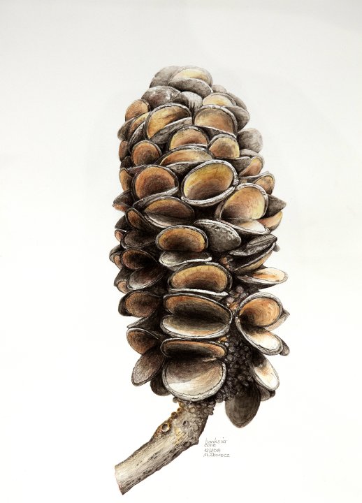 Banksia Cone | Banksiazapfen