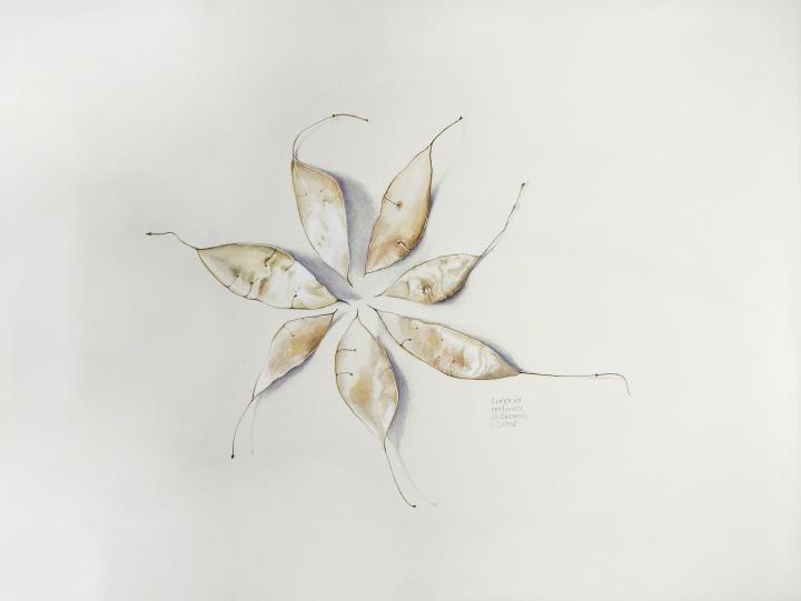 Lunaria rediviva | ausdauerndes Silberblatt