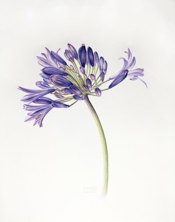 Agapanthus | Schmucklilie