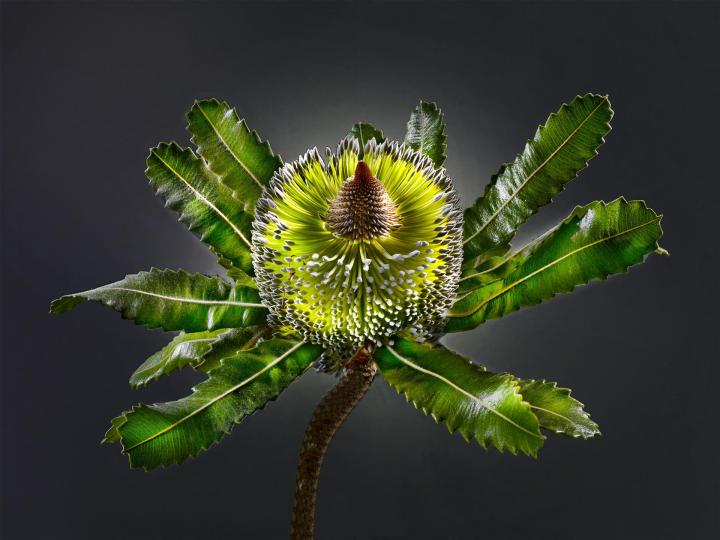 Banksia cf. serrata
