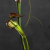 Arisaema Crubescent 01