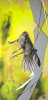 Sparrow