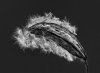 Oleander Samen 010683 SW