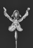 Paphiopedilum x lathamianum