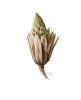 Liriodendron tulipifera | Tulpenbaum