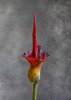 Amorphophallus Riviera