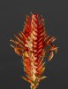 Aphelandra Flava