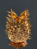 Negrepelisser Collections 0801 A