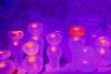 Glass People 2