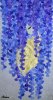 Wisteria