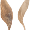 HIPPOCAMPE