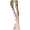 Le spine di Rosa